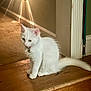 animal, cat, cozy, cute, domestic, fur, house, indoor, kitten, lamp, lighting, pet, sitting, small, step, wall, warm_light, white_cat, wooden_floor, young