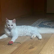 Lily Rose joined the competition — help win amazing prizes! animal, carpet, cat, collar, cute, domestic_animal, ears, feline, floor, home, indoor, laying_down, pet, relaxed, strawberry_toy, tail, toy, whiskers, white_cat, wooden_floor