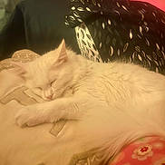 Lily Rose joined the competition — help win amazing prizes! animal, blanket, cat, closeup, comfortable, cozy, cushion, cute, domestic_cat, fluffy, fur, indoor, patterned, pet, pillow, relaxation, resting, sleeping, soft, white_cat