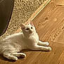 animal, cat, curious, domestic, ears, feline, fur, household, indoor, laying_down, light, paws, pet, relaxed, rug, shadow, texture, whiskers, white_cat, wooden_floor