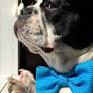 Bruno joined the competition — help win amazing prizes! dog, bow_tie, black_and_white, pet, portrait, close_up, paw, windowsill, indoor, looking_out, animal, cute, domestic_animal, side_view, furry, companion, gentle, focused, adorable, calm