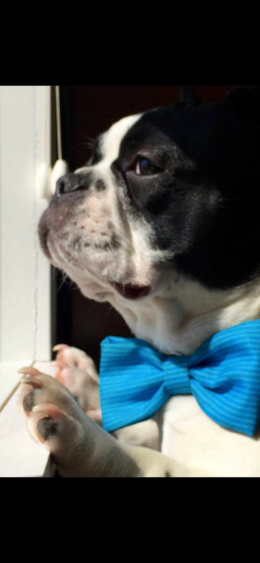 Bruno