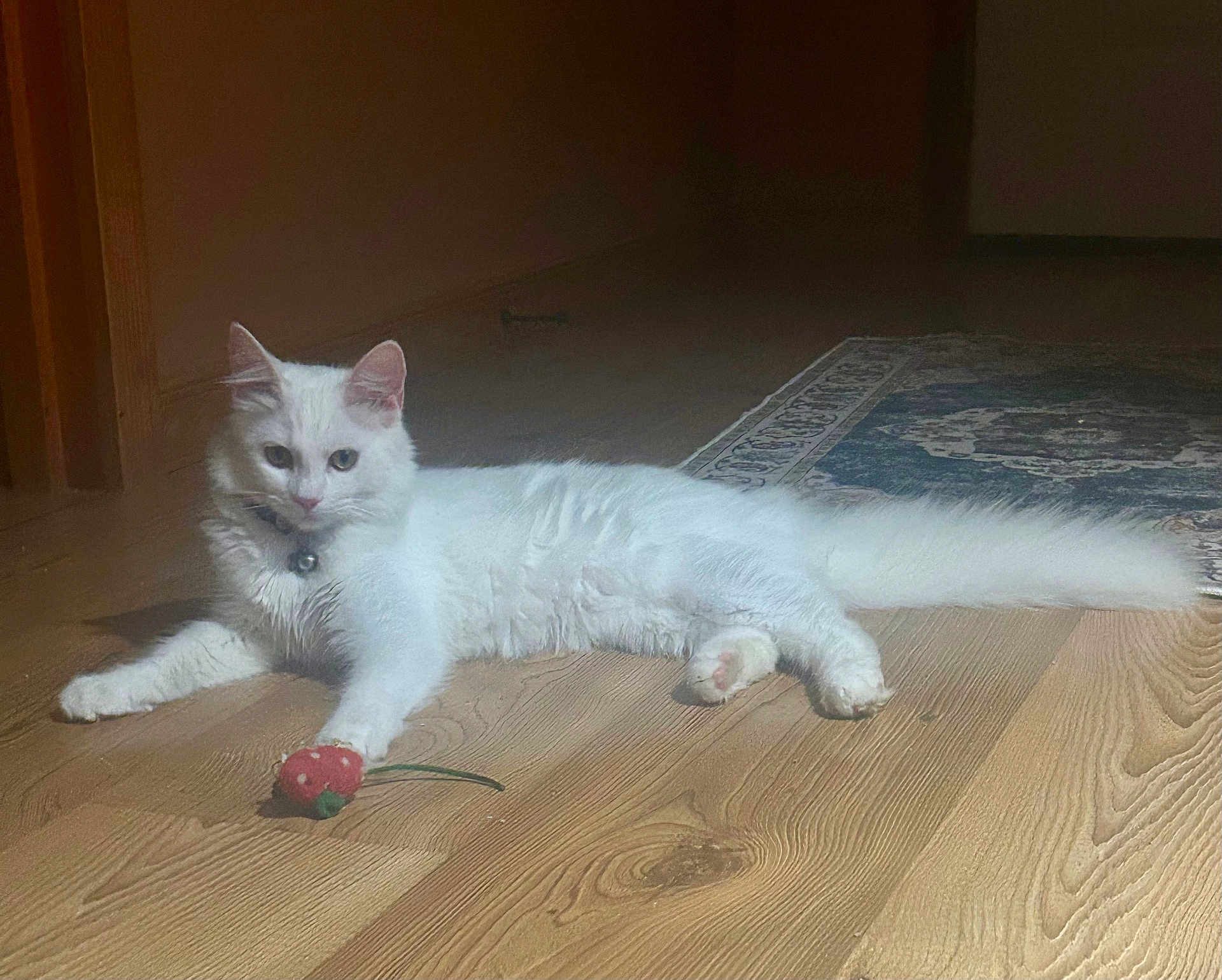 Willow Grace is registered to the contest to win money with this photo: cat, white_cat, pet, indoor, wooden_floor, toy, strawberry_toy, feline, animal, relaxed, laying_down, collar, fluffy, paw, home, carpet, quiet, cute, domestic_animal, fur