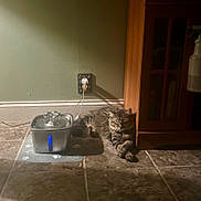 Willow Grace is registered to the contest to win money with this photo: cat, tabby, pet, water_fountain, floor, tile, indoor, cabinet, wall, power_outlet, cord, mat, paw_prints, relaxed, resting, fur, domestic_animal, collar, shadow, lighting