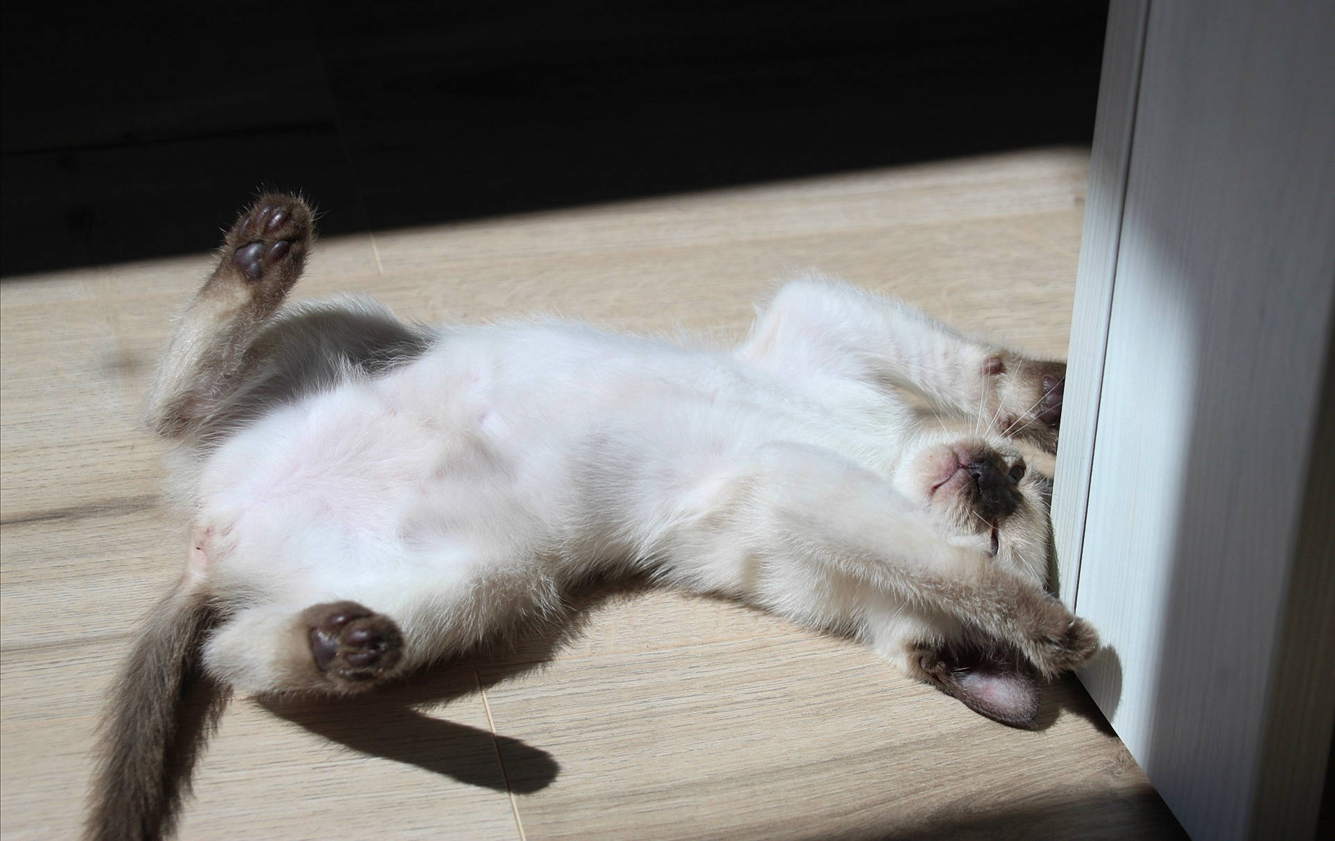 Ruby participe au concours pour gagner de l'argent avec cette photo : balinese, canidae, carnivore, cat, companion_dog, dog_breed, ear, felidae, kitten, mammal, nap, paw, ragdoll, small_to_medium_sized_cats, tail, whiskers