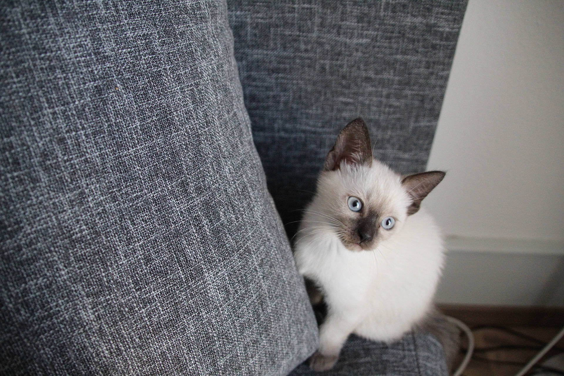 Ruby a rejoint le concours — aidez-le/la à gagner de superbes lots ! asian, balinese, birman, carnivore, cat, colorpoint_shorthair, domestic_short_haired_cat, fawn, felidae, kitten, mammal, ojos_azules, ragdoll, siamese, small_to_medium_sized_cats, thai, tonkinese, vertebrate, whiskers