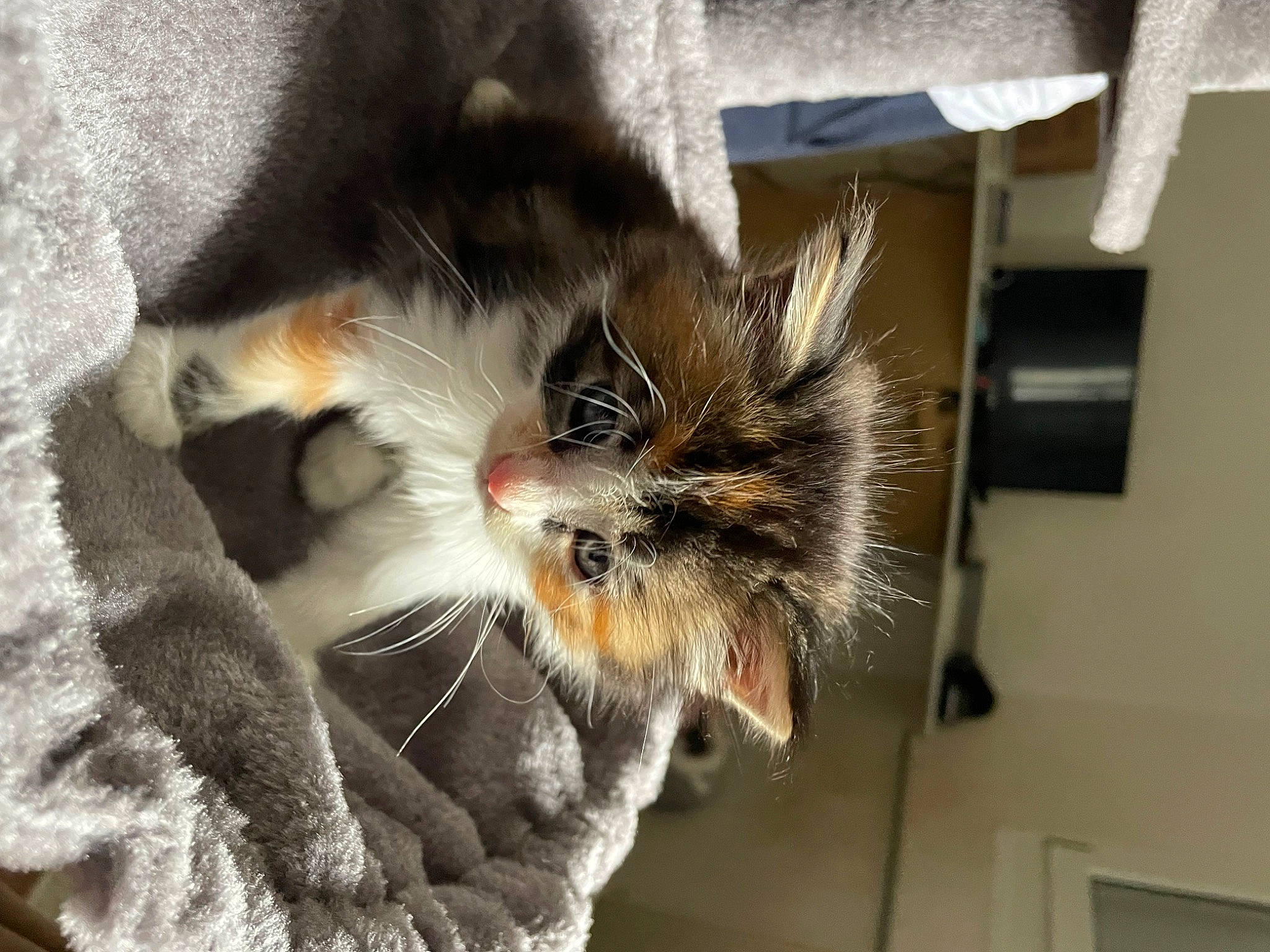 Nami participe au concours pour gagner de l'argent avec cette photo : carnivore, cat, claw, domestic_short_haired_cat, felidae, fur, paw, small_to_medium_sized_cats, snout, tail, whiskers, window