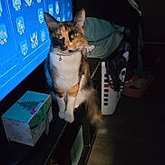 Callie joined the competition — help win amazing prizes! blanket, calico_cat, cat, collar, console_ui, decor, dim_light, furniture, gift_box, laundry_basket, living_room, pet, screen, shadow, sitting, tail, television, whiskers, wooden_floor, yellow_eyes