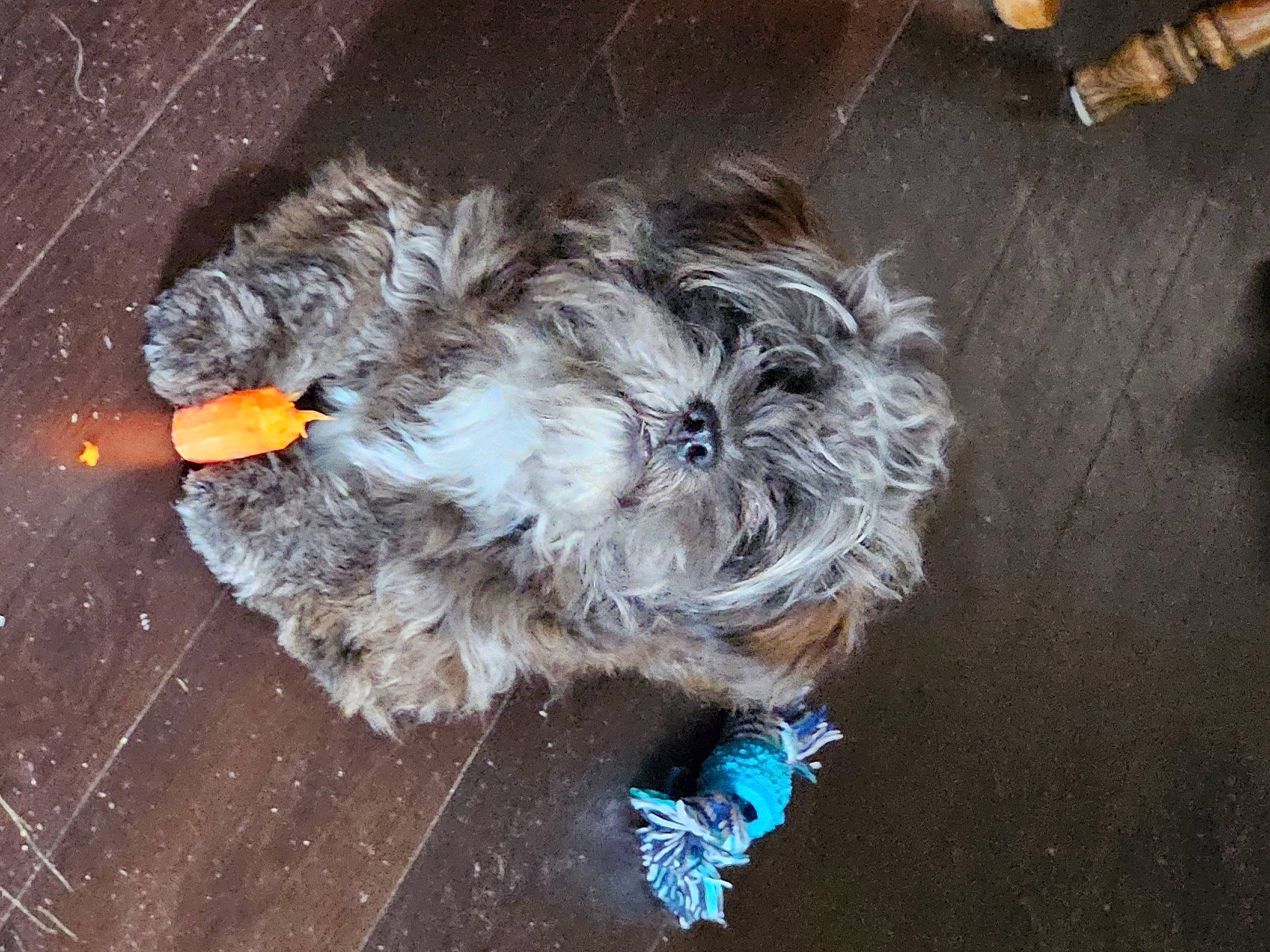 Barkley is registered to the contest to win money with this photo: asphalt, carnivore, companion_dog, dog, dog_breed, electric_blue, floor, flooring, fur, grey, paw, road_surface, small_terrier, soil, tail, terrier, toy_dog, whiskers, wood, wool