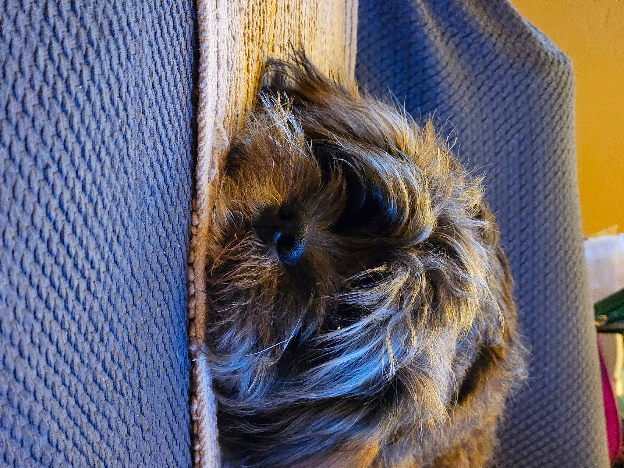 Barkley joined the competition — help win amazing prizes! braid, denim, electric_blue, felidae, fur, mesh, metal, pattern, rope, snout, tail, thread, wood, wool