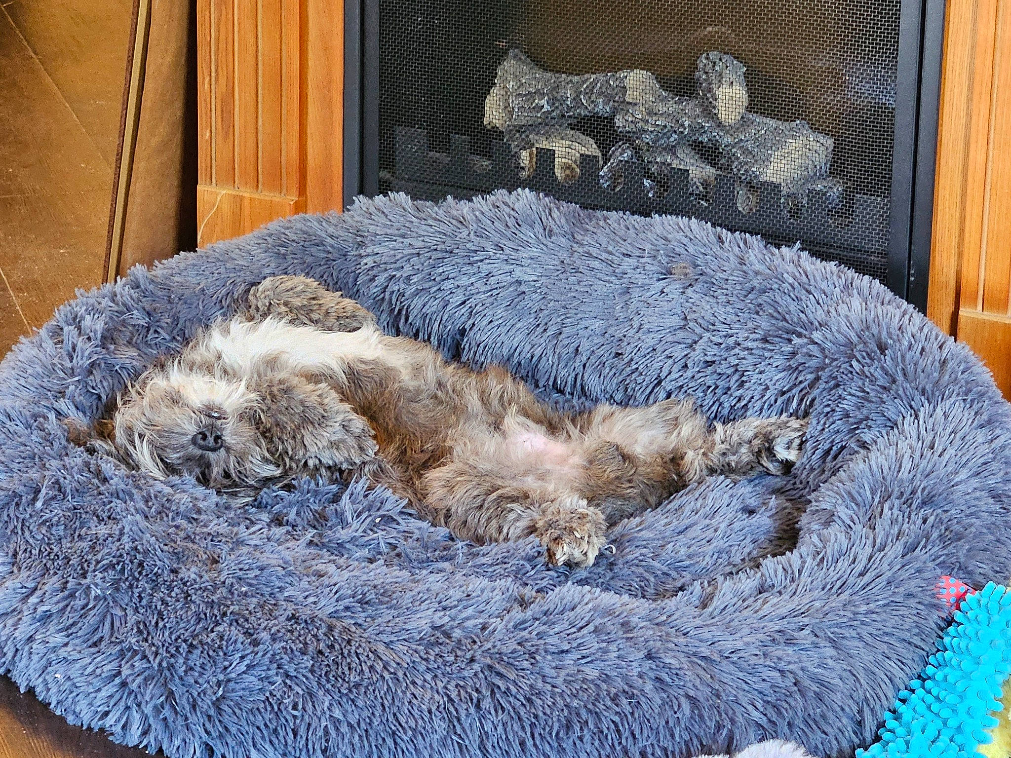 Barkley joined the competition — help win amazing prizes! blue, canidae, carnivore, cat_bed, cat_supply, comfort, dog_breed, electric_blue, fawn, felidae, fur, grey, linens, nap, small_to_medium_sized_cats, sporting_group, tail, whiskers, wool, woolen