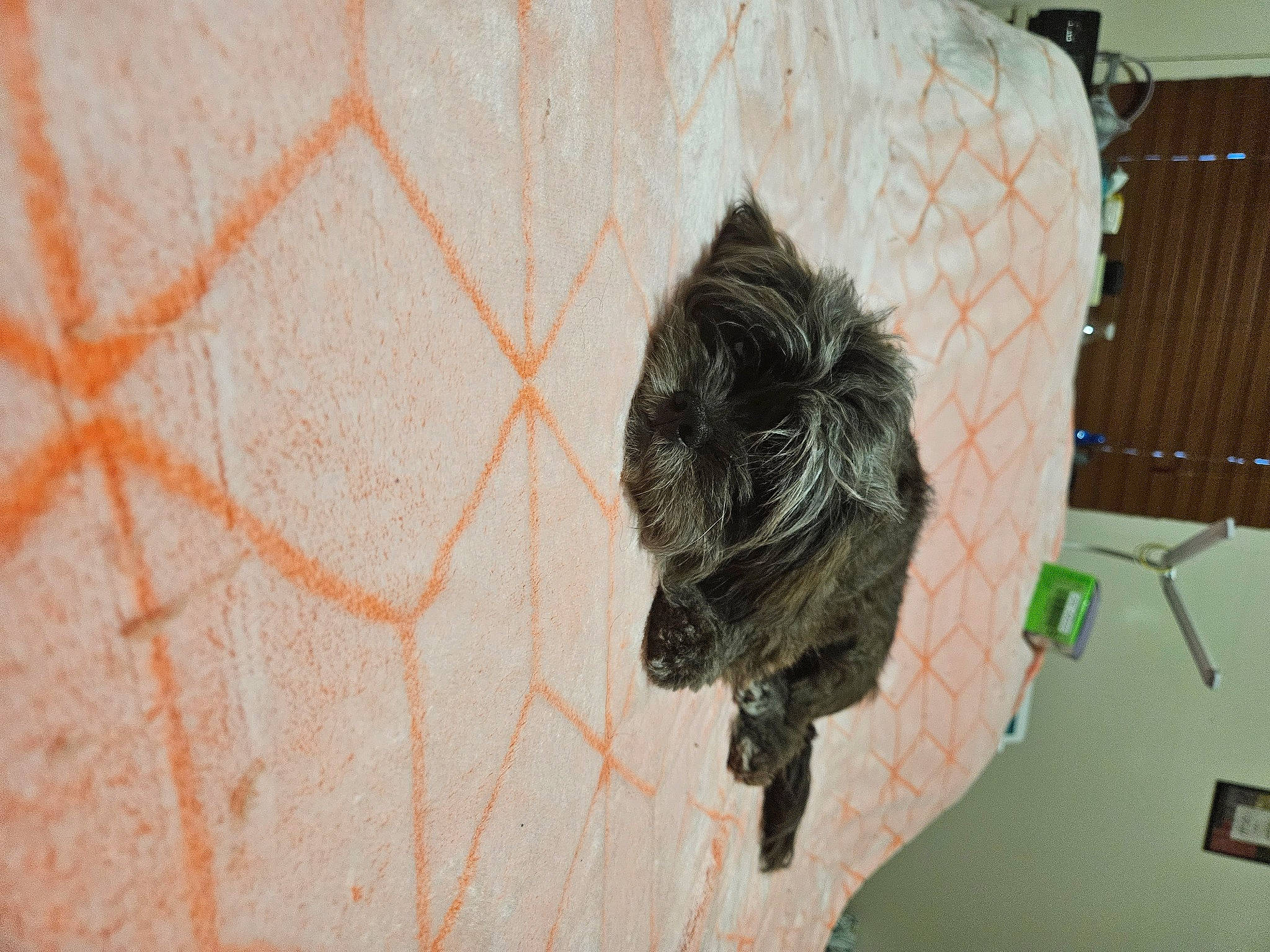 Barkley joined the competition — help win amazing prizes! art, canidae, carnivore, dog_breed, domestic_short_haired_cat, felidae, flooring, fur, grey, linens, pattern, small_to_medium_sized_cats, sporting_group, tail, tree, visual_arts, whiskers, window, wood, wool