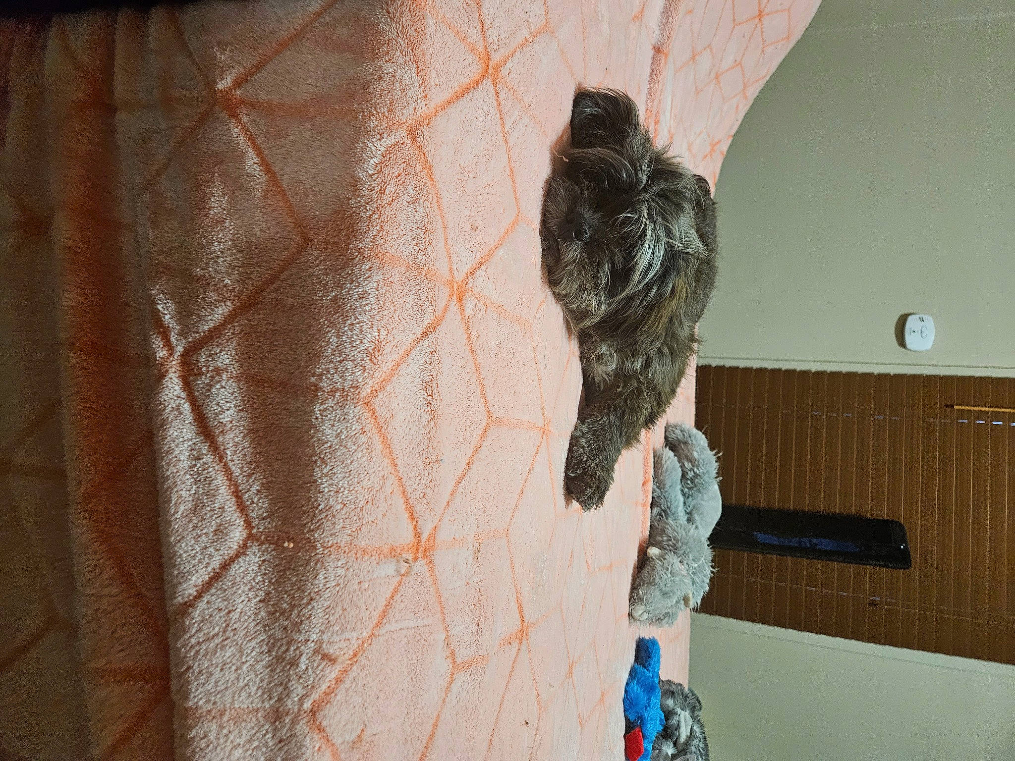 Barkley is registered to the contest to win money with this photo: beak, bird, bird_of_prey, ceiling, falconiformes, feather, flooring, grey, hardwood, mesh, natural_material, pattern, perching_bird, plaster, room, tail, twig, visual_arts, wing, wood