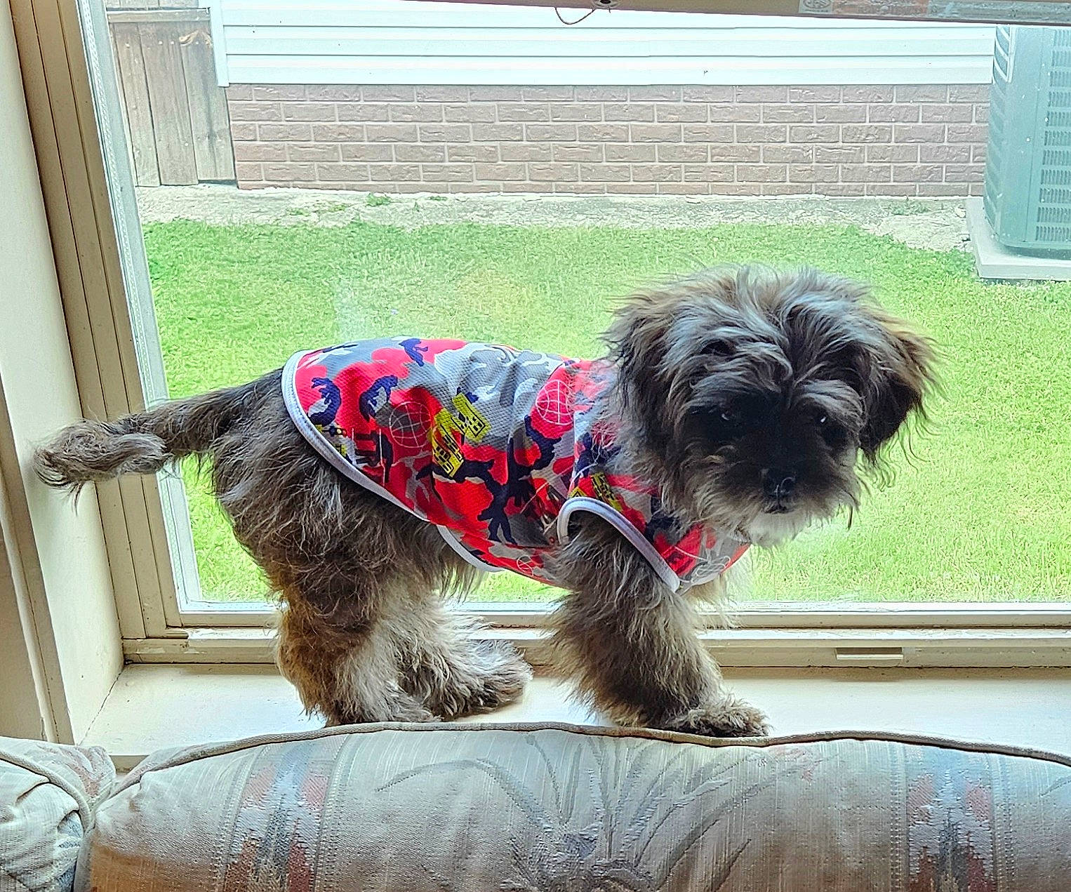 Barkley joined the competition — help win amazing prizes! carnivore, collar, companion_dog, dog, dog_breed, dog_collar, dog_supply, fawn, grass, liver, pet_supply, rectangle, small_terrier, snout, tail, terrier, toy_dog, water_dog, window, working_animal