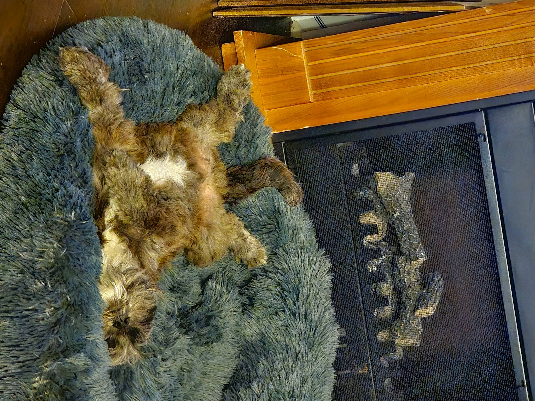 Barkley joined the competition — help win amazing prizes! art, canidae, claw, flooring, fur, fur_clothing, hardwood, livestock, natural_material, pattern, soil, sporting_group, tail, terrestrial_animal, wood, wool, working_animal