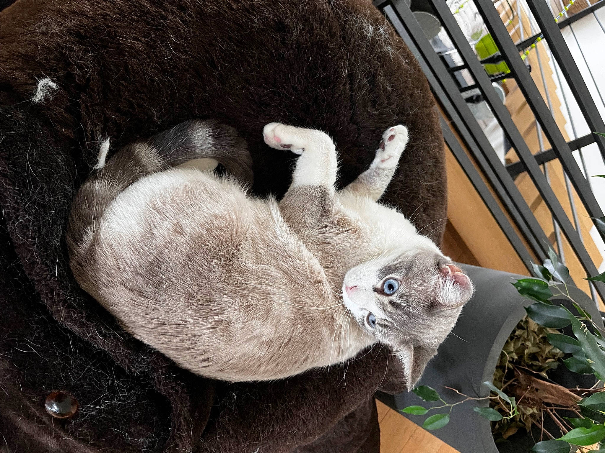 Pitô participe au concours pour gagner de l'argent avec cette photo : animal_shelter, basket, carnivore, cat, cat_bed, cat_supply, comfort, domestic_short_haired_cat, fawn, felidae, fur, mammal, paw, plant, small_to_medium_sized_cats, snout, tail, terrestrial_animal, whiskers, window