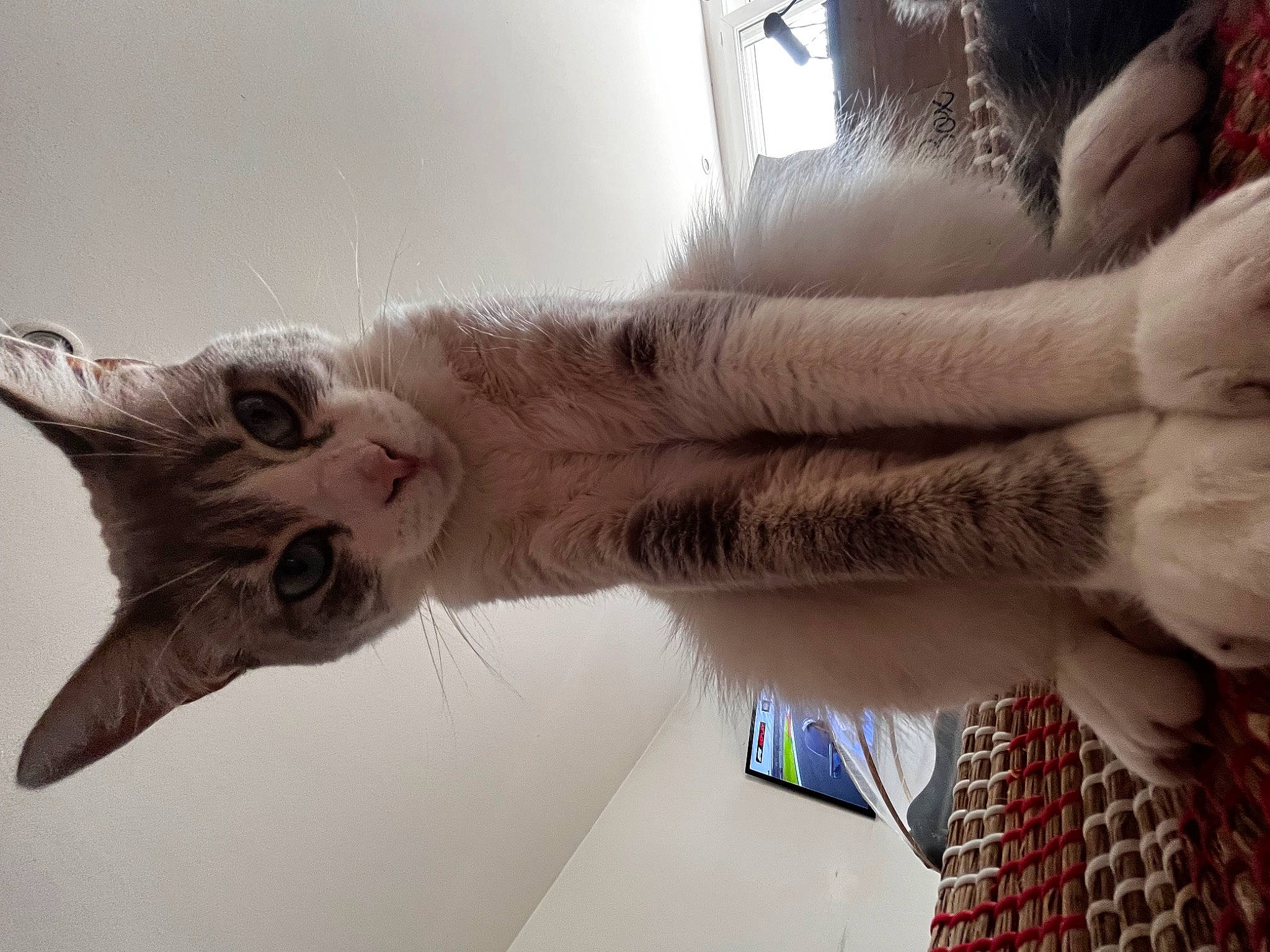 Pitô a rejoint le concours — aidez-le/la à gagner de superbes lots ! carnivore, cat, claw, domestic_short_haired_cat, fawn, felidae, fur, gesture, paw, plaid, small_to_medium_sized_cats, tail, tartan, vertebrate, whiskers