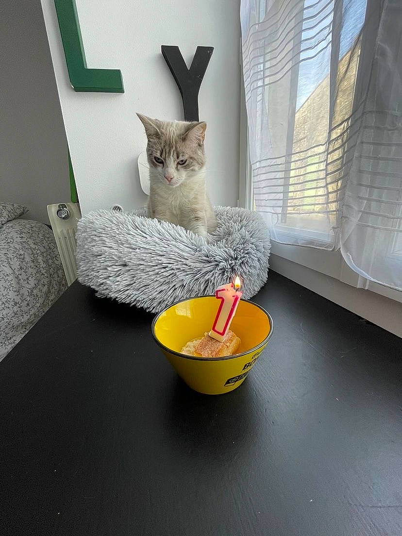 Pitô participe au concours pour gagner de l'argent avec cette photo : carnivore, cat, cat_supply, comfort, couch, curtain, felidae, floor, flooring, grey, household_supply, interior_design, linens, room, serveware, small_to_medium_sized_cats, tail, textile, whiskers, window