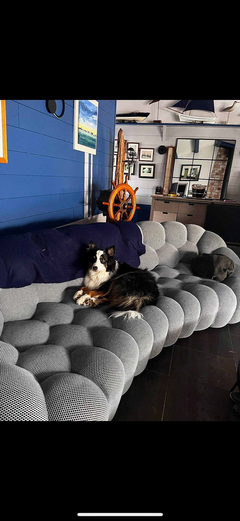 Oupss a rejoint le concours — aidez-le/la à gagner de superbes lots ! carnivore, comfort, companion_dog, couch, dog, dog_breed, felidae, floor, flooring, fur, grey, hardwood, interior_design, linens, living_room, room, small_to_medium_sized_cats, studio_couch, tints_and_shades, wood