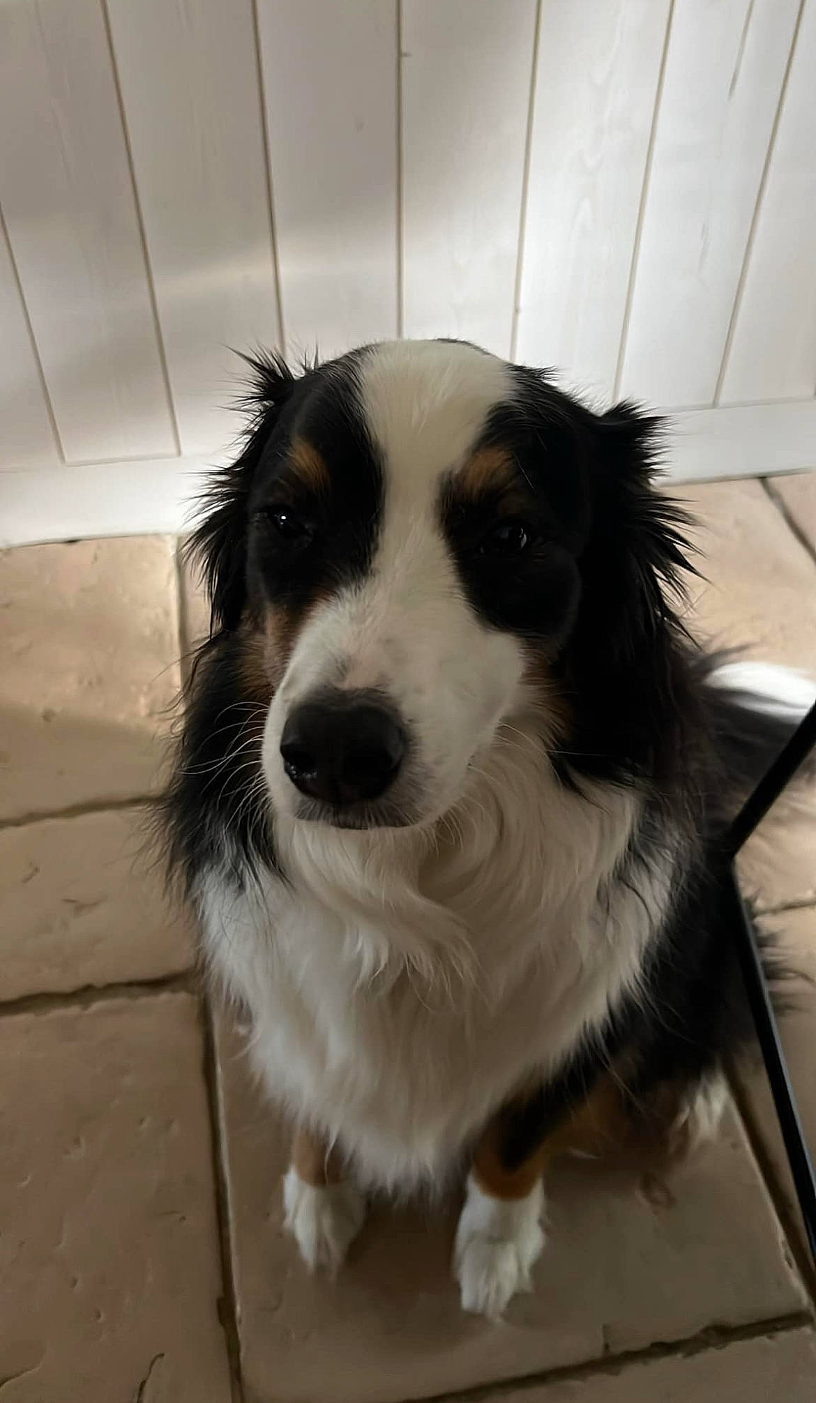 Oupss a rejoint le concours — aidez-le/la à gagner de superbes lots ! border_collie, canidae, carnivore, chair, companion_dog, dog, dog_breed, flooring, fur, gun_dog, herding_dog, sporting_group, terrestrial_animal, whiskers, working_animal, working_dog