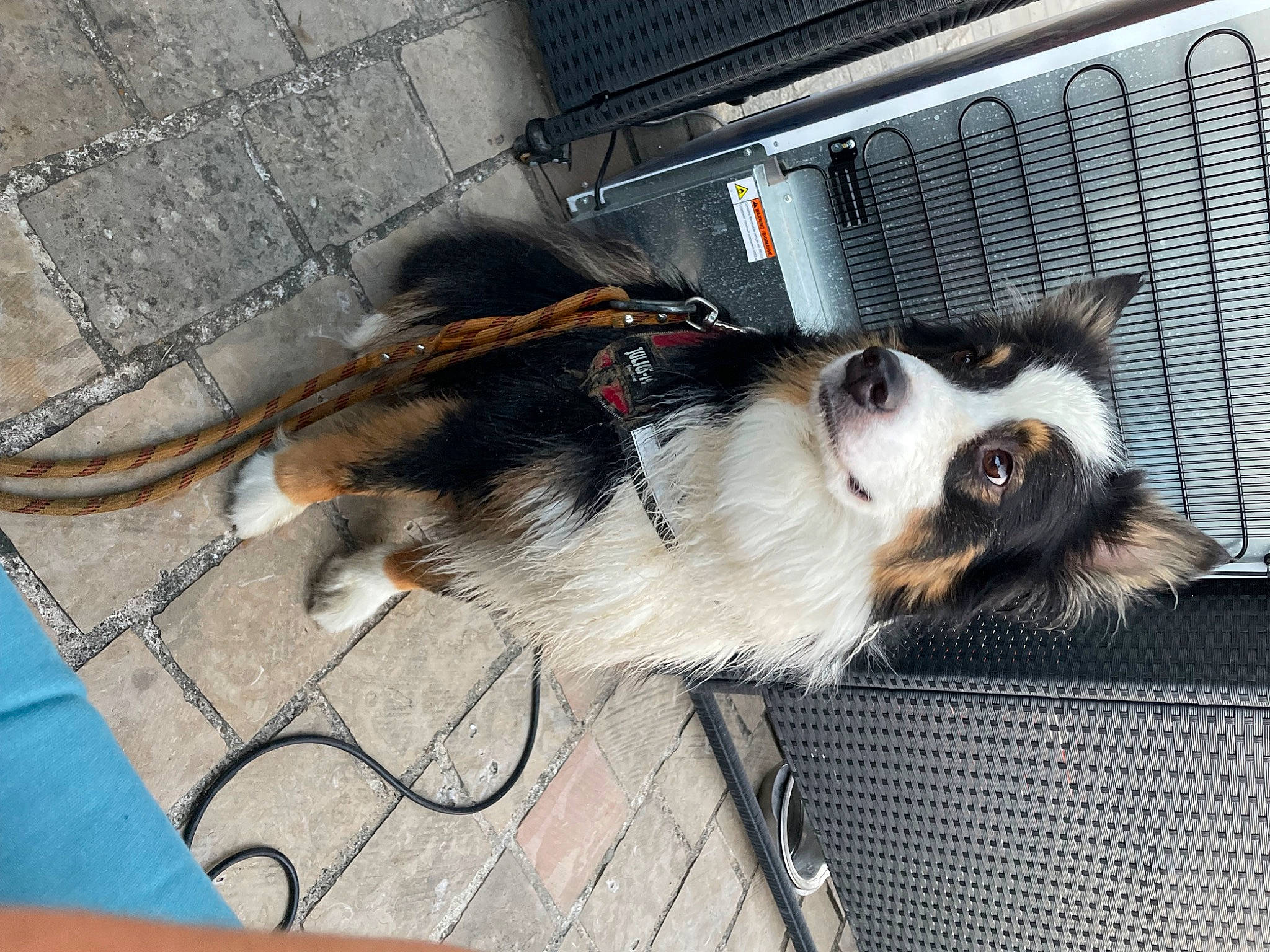 Oupss participe au concours pour gagner de l'argent avec cette photo : canidae, carnivore, collar, companion_dog, dog, dog_breed, dog_collar, dog_supply, fawn, flooring, fur, leash, paw, pet_supply, sporting_group, tail, whiskers, working_dog