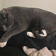 Lucifer joined the competition — help win amazing prizes! cat, sleeping, gray_cat, white_paws, fur, pet, indoor, resting, cozy, blanket, animal, whiskers, tail, closeup, feline, domestic_cat, quiet, calm, soft, nap
