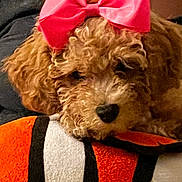 Dior is registered to the contest to win money with this photo: dog, curly_fur, bow, pink_bow, plush_toy, orange, white, black, resting, close_up, cute, pet, indoor, soft_texture, fur, animal, sleepy, cozy, toy, adorable