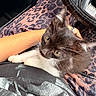 Juno joined the competition — help win amazing prizes! kitten, cat, animal, pet, lap, hand, person, clothing, leopard_print, pants, black_and_white, whiskers, feline, indoor, car_interior, steering_wheel, ring, comfort, cute, closeup