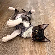 Juno is registered to the contest to win money with this photo: kitten, cat, black_and_white, sweater, playing, wooden_floor, indoor, pets, cute, animal, fur, whiskers, ears, eyes, flooring, mat, logo, chanel, cozy, curious