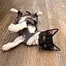 kitten, cat, black_and_white, sweater, playing, wooden_floor, indoor, pets, cute, animal, fur, whiskers, ears, eyes, flooring, mat, logo, chanel, cozy, curious