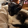 Juno joined the competition — help win amazing prizes! cat, kitten, black_and_white, fur, whiskers, ears, sleepy, bed, blanket, cozy, indoor, pet, animal, cute, soft, resting, young, closeup, domestic, feline