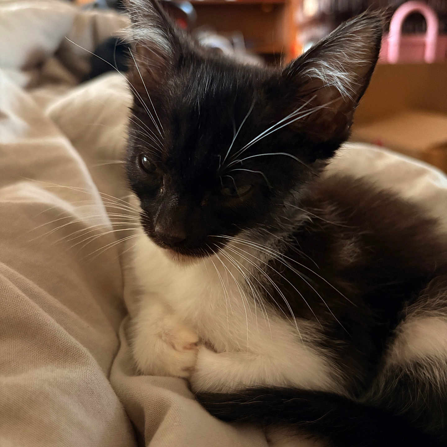 Juno