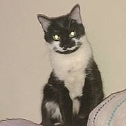 Tutu is registered to the contest to win money with this photo: cat, tuxedo_cat, pet, sitting, glowing_eyes, indoor, blank_wall, blanket, couch, whiskers, ears, portrait, looking_at_camera, fur, black_and_white, home, feline, flash, closeup, paw