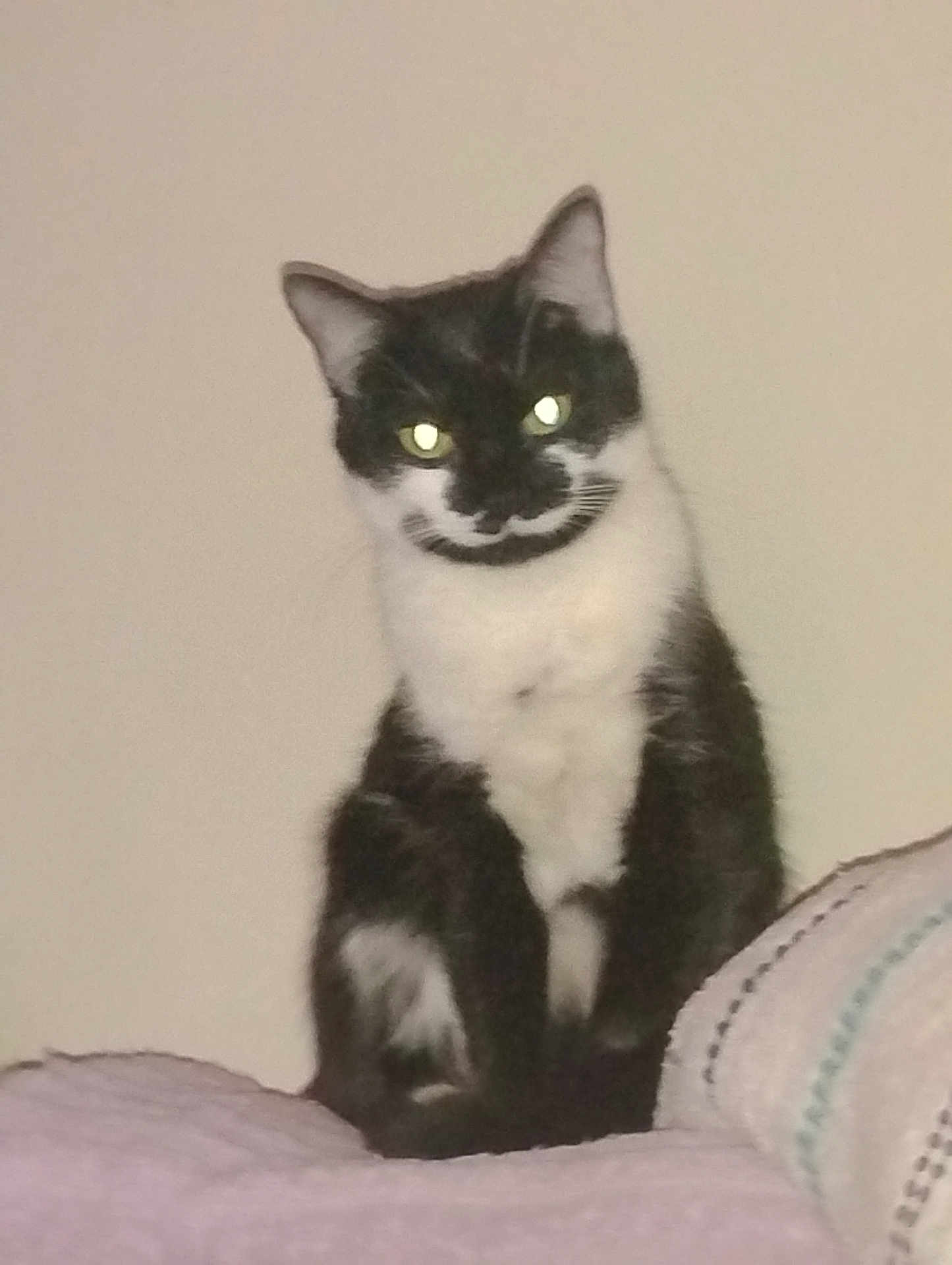 Tutu is registered to the contest to win money with this photo: cat, tuxedo_cat, pet, sitting, glowing_eyes, indoor, blank_wall, blanket, couch, whiskers, ears, portrait, looking_at_camera, fur, black_and_white, home, feline, flash, closeup, paw