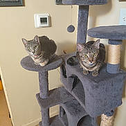 Blanket And Bunny is registered to the contest to win money with this photo: animal, cat, cat_tree, climbing_structure, curious, feline, floor, fur, furniture, home, indoor, perched, pet, photo_frame, resting, tabby_cat, thermostat, wall, whiskers, yellow_eyes