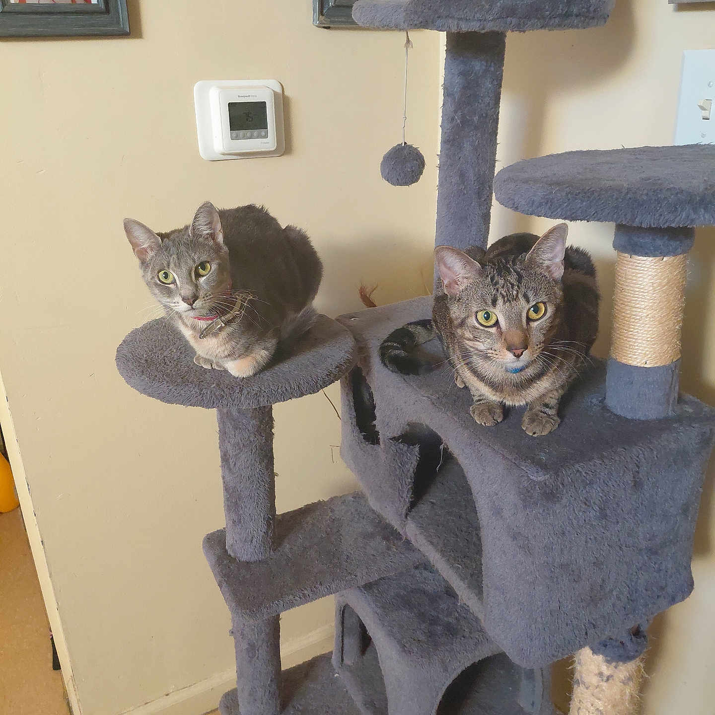 Blanket And Bunny is registered to the contest to win money with this photo: animal, cat, cat_tree, climbing_structure, curious, feline, floor, fur, furniture, home, indoor, perched, pet, photo_frame, resting, tabby_cat, thermostat, wall, whiskers, yellow_eyes