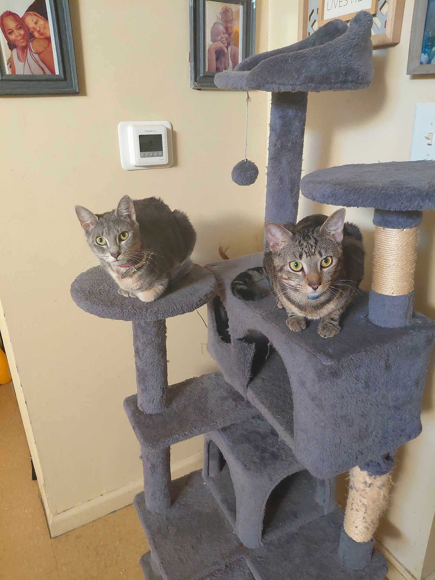 Blanket And Bunny is registered to the contest to win money with this photo: animal, cat, cat_tree, climbing_structure, curious, feline, floor, fur, furniture, home, indoor, perched, pet, photo_frame, resting, tabby_cat, thermostat, wall, whiskers, yellow_eyes