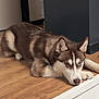 dog, husky, indoor, wooden_floor, resting, heterochromia, brown_and_white_fur, pet, animal, canine, flooring, relaxed, ears, nose, paw, looking, corner, house, domestic, fur