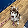 Athéna a rejoint le concours — aidez-le/la à gagner de superbes lots ! husky, puppy, dog, leash, wooden_floor, blue_wall, indoor, pet, canine, sitting, heterochromia, cute, animal, young_dog, furry, ears, eyes, collar, looking_up, domestic_animal