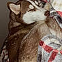 dog, husky, sleeping, blanket, plaid, cozy, fur, pet, animal, resting, indoors, closeup, brown, white, snout, ears, curled_up, soft, warm, relaxed