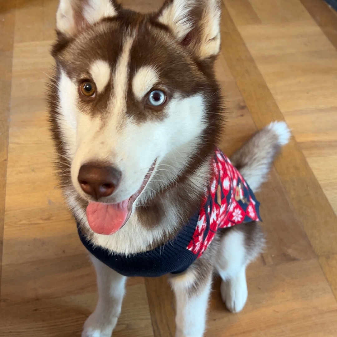 Athéna a rejoint le concours — aidez-le/la à gagner de superbes lots ! animal, blue_eye, brown_eye, canine, cute, dog, domestic_animal, ears, friendly, fur, heterochromia, husky, indoor, pet, sitting, smiling, sweater, tongue_out, wooden_floor, young_dog