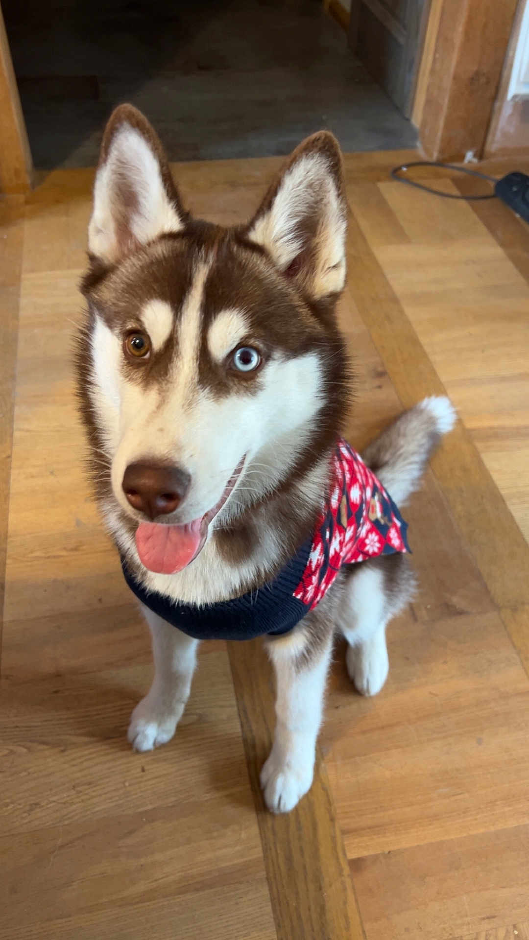 Athéna a rejoint le concours — aidez-le/la à gagner de superbes lots ! dog, husky, heterochromia, blue_eye, brown_eye, sitting, tongue_out, indoor, wooden_floor, pet, canine, fur, ears, smiling, cute, young_dog, animal, friendly, domestic_animal, sweater