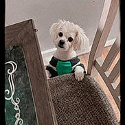 Toby is registered to the contest to win money with this photo: animal, chair, clothing, companion, cozy, curious, cute, dog, domestic, furniture, household, indoor, looking_up, pet, puppy, small_dog, table, textured_fabric, white_dog, wooden_chair