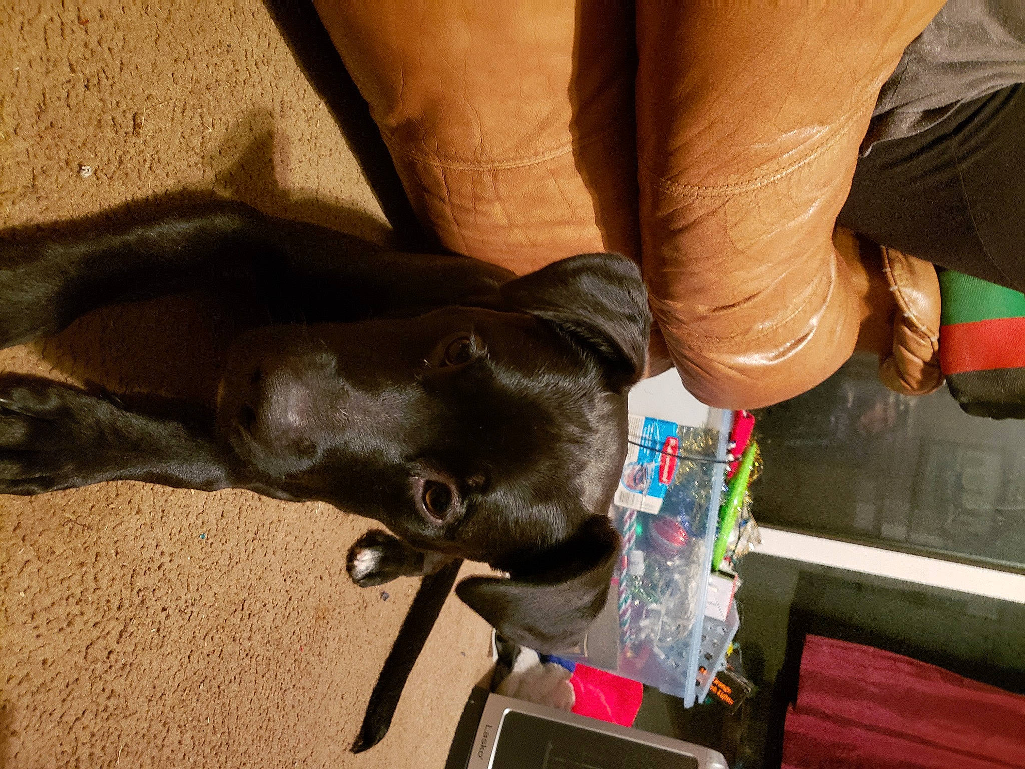 Lemmy joined the competition — help win amazing prizes! carnivore, collar, comfort, companion_dog, dog, dog_breed, dog_collar, fawn, finger, gesture, human_leg, liver, mammal, nail, pet_supply, snout, sporting_group, vertebrate, working_animal, wrist