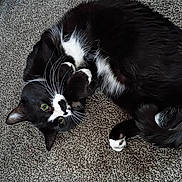 Lolki joined the competition — help win amazing prizes! cat, tuxedo_cat, black_and_white, whiskers, green_eyes, curled_up, carpet, indoor, pet, feline, cute, relaxed, fur, animal, paw, cozy, looking_up, domestic_cat, playful, resting