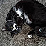 cat, tuxedo_cat, black_and_white, whiskers, green_eyes, curled_up, carpet, indoor, pet, feline, cute, relaxed, fur, animal, paw, cozy, looking_up, domestic_cat, playful, resting