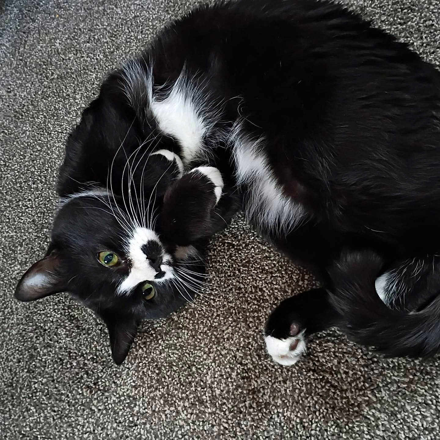 Lolki joined the competition — help win amazing prizes! cat, tuxedo_cat, black_and_white, whiskers, green_eyes, curled_up, carpet, indoor, pet, feline, cute, relaxed, fur, animal, paw, cozy, looking_up, domestic_cat, playful, resting