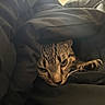 Esme joined the competition — help win amazing prizes! cat, tabby_cat, pet, animal, feline, whiskers, paws, claws, eyes, striped_fur, brown_fur, blanket, bedding, cozy, indoor, sleeping, resting, close_up, low_light, portrait