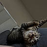 Esme joined the competition — help win amazing prizes! cat, tabby_cat, pet, animal, feline, upside_down, lying_down, bed, bedroom, indoor, whiskers, green_eyes, striped_fur, relaxed, playful, portrait, closeup, soft_lighting, home, funny_pose