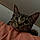 Esme